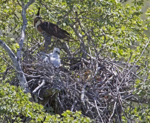 Monitoramento-gaviao-4-2048x1671
